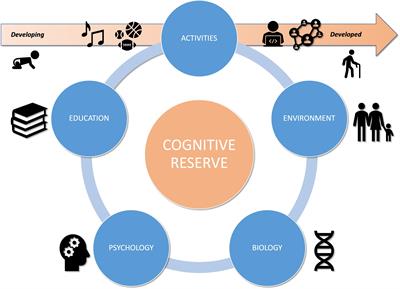 Environmental and Cognitive Enrichment in Childhood as Protective Factors in the Adult and Aging Brain